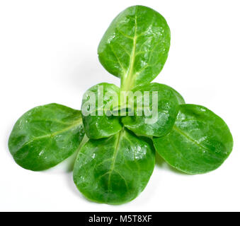 Lava fresca insalata di mais, isolato su sfondo bianco. Tagliare o insalata di lattuga, foglie verdi su bianco. Alimentazione sana Dieta o scena. Foto Stock