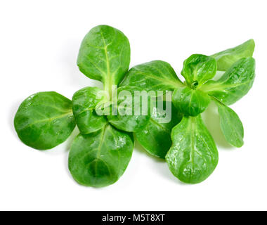 Lava fresca insalata di mais, isolato su sfondo bianco. Tagliare o insalata di lattuga, foglie verdi su bianco. Alimentazione sana Dieta o scena. Foto Stock