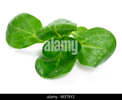 Lava fresca insalata di mais, isolato su sfondo bianco. Tagliare o insalata di lattuga, foglie verdi su bianco. Alimentazione sana Dieta o scena. Foto Stock