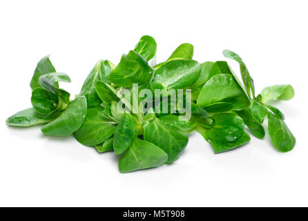 Lava fresca insalata di mais, isolato su sfondo bianco. Tagliare o insalata di lattuga, foglie verdi su bianco. Alimentazione sana Dieta o scena. Foto Stock