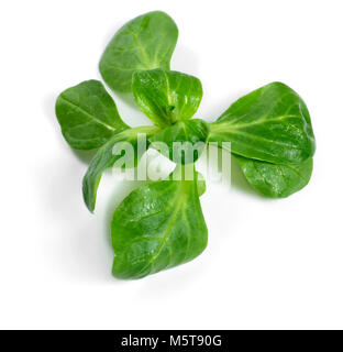 Lava fresca insalata di mais, isolato su sfondo bianco. Tagliare o insalata di lattuga, foglie verdi su bianco. Alimentazione sana Dieta o scena. Foto Stock