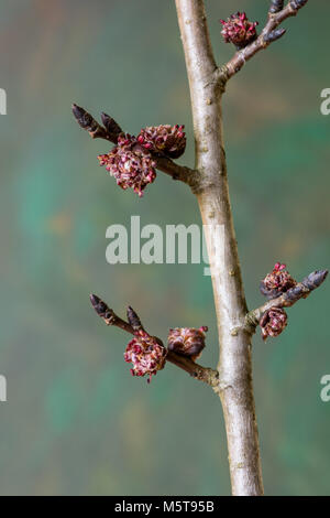 Elm ramoscello che mostra i fiori distanziati lungo la ex nodi foglia Foto Stock