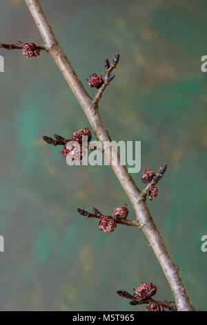 Elm ramoscello che mostra i fiori distanziati lungo la ex nodi foglia Foto Stock