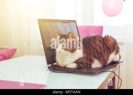 Cat hacker si trova sulla tastiera del notebook. Divertente concetto moderno di business. Foto Stock