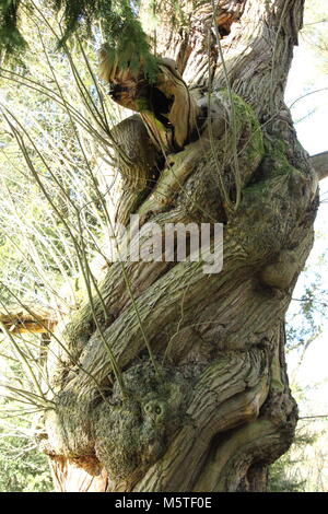 Antico dolce Cheshnut tree (Castanea sativa) vecchi di secoli in piedi di Manor House Gardens. Foto Stock