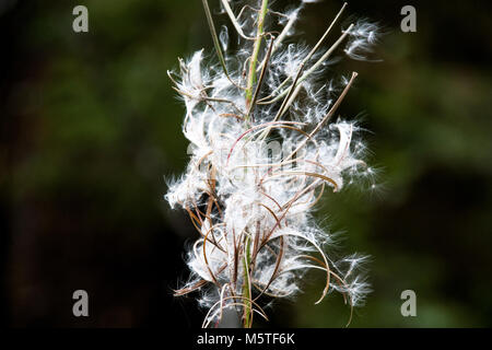Il cotone come pianta con semi di soffiatura su uno sfondo verde Foto Stock