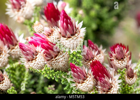 Cape fynbos fiori vicino. Fiori da Città del Capo ammenda bush unito. Fragole fiori di carta dal Cape Fynbos regione. Foto Stock