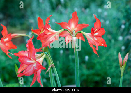 "Fulgidum' Barbados Lily, Äkta makar (Hippeastrum striato) Foto Stock