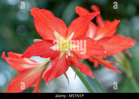 "Fulgidum' Striped Barbados lily, Äkta makar (Hippeastrum striato) Foto Stock