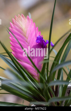 Cappello rosa, Blå tillandsia (Tillandsia cyanea) Foto Stock