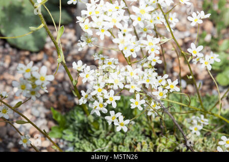 Formazione sassifraga, Silverbräcka (Saxifraga paniculata) Foto Stock