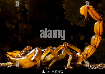 Scorpion (Buthus occitanus) poison animale, sting Foto Stock