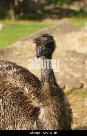 Testa e meck di un curioso struzzo Foto Stock