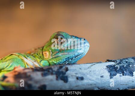 Testa e occhio di verde e di blu lizard guardando dintorni mentre seduto su un ramo Foto Stock