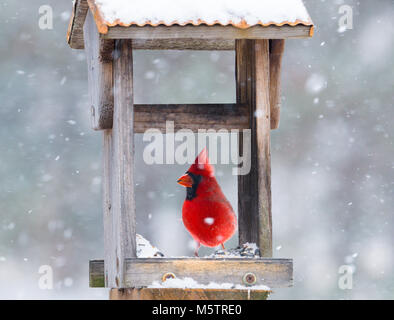 La vibrante maschio rosso cardinale mangiare semi di girasole in open alimentatore in tempesta di neve. Chiudere con messa a fuoco morbida dello sfondo di neve. Foto Stock