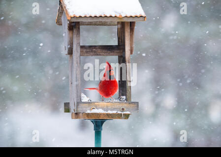 La vibrante maschio rosso cardinale mangiare semi di girasole in open alimentatore in tempesta di neve. Chiudere con messa a fuoco morbida dello sfondo di neve. Foto Stock