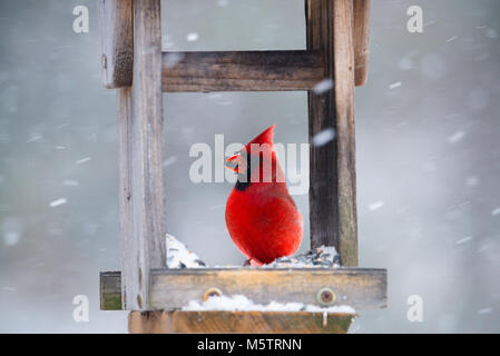 La vibrante maschio rosso cardinale mangiare semi di girasole in open alimentatore in tempesta di neve. Chiudere con messa a fuoco morbida dello sfondo di neve. Foto Stock