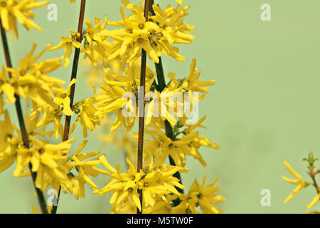 Fioritura di rami di forsitia Foto Stock