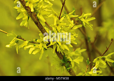 Fioritura di forsitia bush Foto Stock