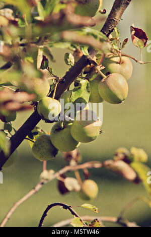 Apple ramo di albero Foto Stock