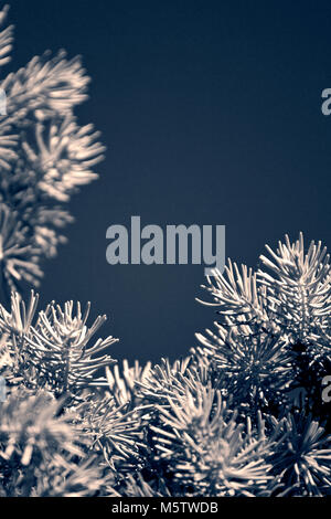 Pino ramo colorato Foto Stock