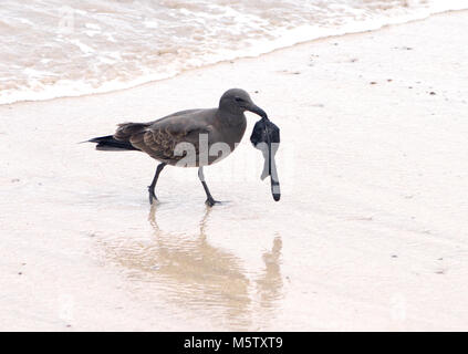 Un immaturo di gabbiano di lava o dusky gabbiano (Leucophaeus fuliginosus) preleva un pezzo di plastica sulla spiaggia. Questo gabbiano, ha detto di essere il gabbiano più rari nel Foto Stock