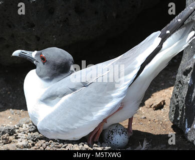 Una rondine-tailed gull (Creagrus furcatus) tende il suo uovo al suo nido sulle scogliere sul mare su Isla Plaza Sur. Come i suoi grandi occhi suggeriamo sia il mondo solo Foto Stock