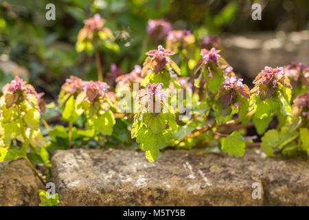 Lamium purpureum (rosso) deadnettle Foto Stock