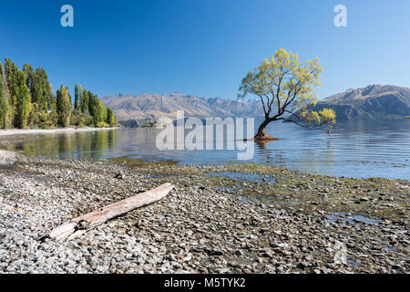 Lone Tree nel Lago Wanaka, Isola del Sud, Nuova Zelanda Foto Stock