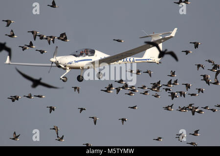 Un aeromobile leggero in maniera restrittiva evita la collisione con un branco di oche brent (Branta bernicla) al di sopra del Swale, Kent, Inghilterra. Foto Stock