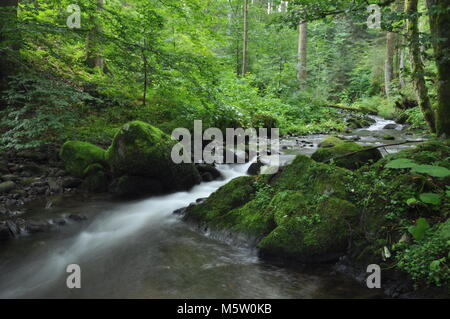 Bellissimi ruscelli con acqua corrente veloce tra la foresta. Preso all'interno delle foreste della Foresta Nera, Germania Foto Stock