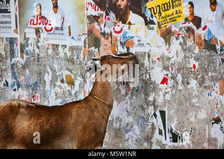 Una capra leccare off la colla sui manifesti di cinema. Da Kochi (Cochin) in Kerala, India Foto Stock