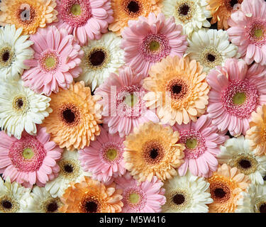 Sfondo floreale da diversi fiori di gerbera. Concetto di primavera Foto Stock