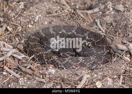 Oceano Pacifico meridionale Rattlesnake (Crotalus oreganus helleri) . Foto Stock