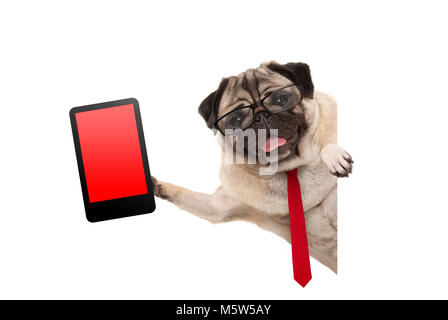 Frolic business pug cucciolo di cane con cravatta rossa e occhiali, tenendo su tablet telefono con vuoto schermo rosso, appeso lateralmente dal banner bianco, isolato Foto Stock