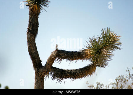 White-tailed antelope scoiattolo (Ammospermophilus leucurus leucurus) sul belvedere . Foto Stock