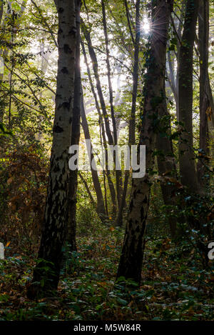 Foschia mattutina, autunno sole provando a masterizzare attraverso la nebbia e la nebbia in un bosco britannico. Foto Stock