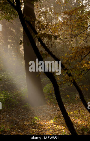 Foschia mattutina, autunno sole provando a masterizzare attraverso la nebbia e la nebbia in un bosco britannico. Foto Stock