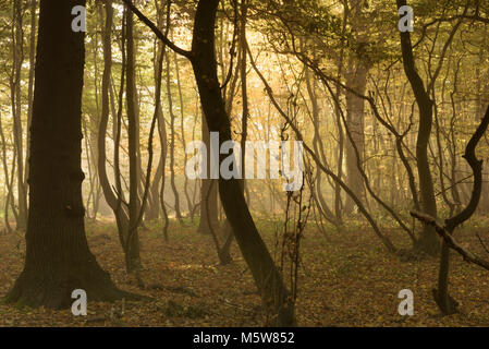 Foschia mattutina, autunno sole provando a masterizzare attraverso la nebbia e la nebbia in un bosco britannico. Foto Stock