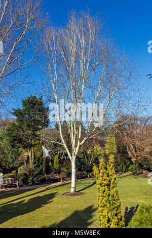 Colzium Estate & Visitor Centre in vicino Kilsyth in North Lanarkshire Regno Unito Scozia con betulla in giardino murato Foto Stock