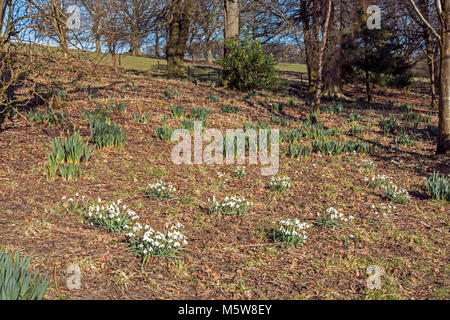 Colzium Estate & Visitor Centre in vicino Kilsyth in North Lanarkshire Regno Unito Scozia qui mostra bucaneve fiori nel giardino murato Foto Stock