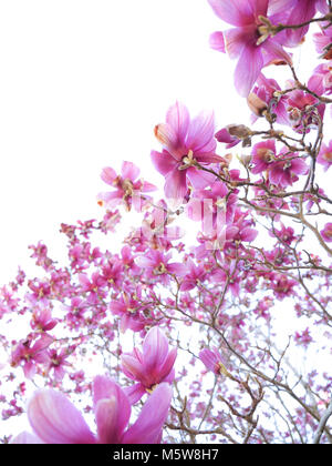 Vista verticale al di sopra di un fiore albero di magnolia Foto Stock