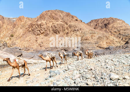 In danakil Etiopia africa nel vecchio fiume secco un sacco di cammelli con la miniera di sale a piedi nella valle del mercato Foto Stock