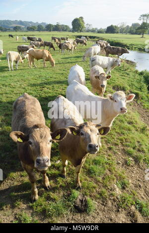 Mandria di mucche sul terreno coltivato intorno al fiume Ax vicino alla città di Axminster in Devon Foto Stock