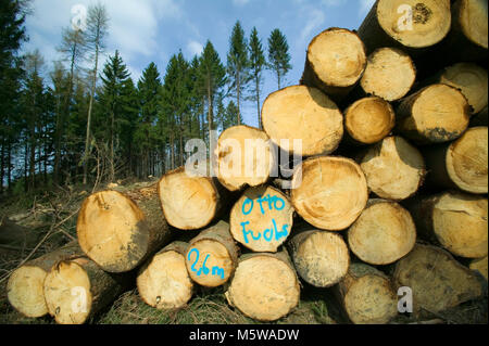 Danni provocati dalla tempesta dopo la tempesta Kirill nel 2007, Meinerzhagen, Renania settentrionale-Vestfalia, Germania, Europa Foto Stock