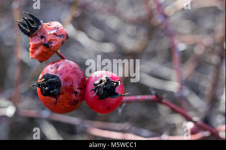 Rosso di bacche velenose appassimento dopo gennaio gelate. Foto Stock