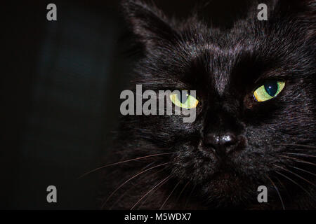 Nero gatto himalayano face close up incandescente con gli occhi verdi e lungo pelo nero Foto Stock