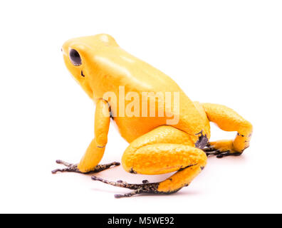 Poison dart frog, Phyllobates terribilis giallo. La maggior parte degli animali velenosi dalla foresta amazzonica in Colombia, un pericoloso anfibio con avvertimento col Foto Stock