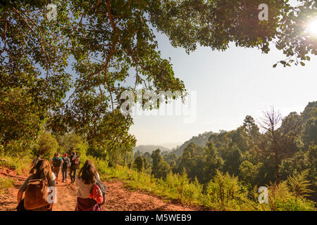 Kalaw: turisti trekker in tour di trekking, bosco, foresta, alberi, prati, , stato Shan, Myanmar (Birmania) Foto Stock