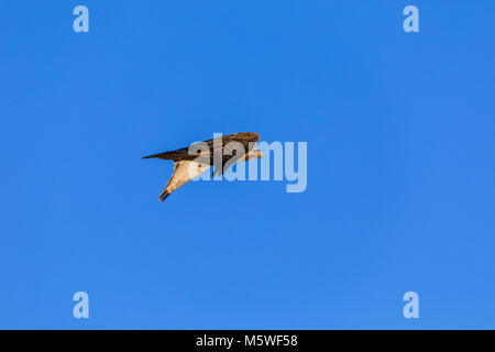 Un Northern Harrier vola nel cielo della pianura vicino a Clinton, Oklahoma, Gennaio 2018 Foto Stock